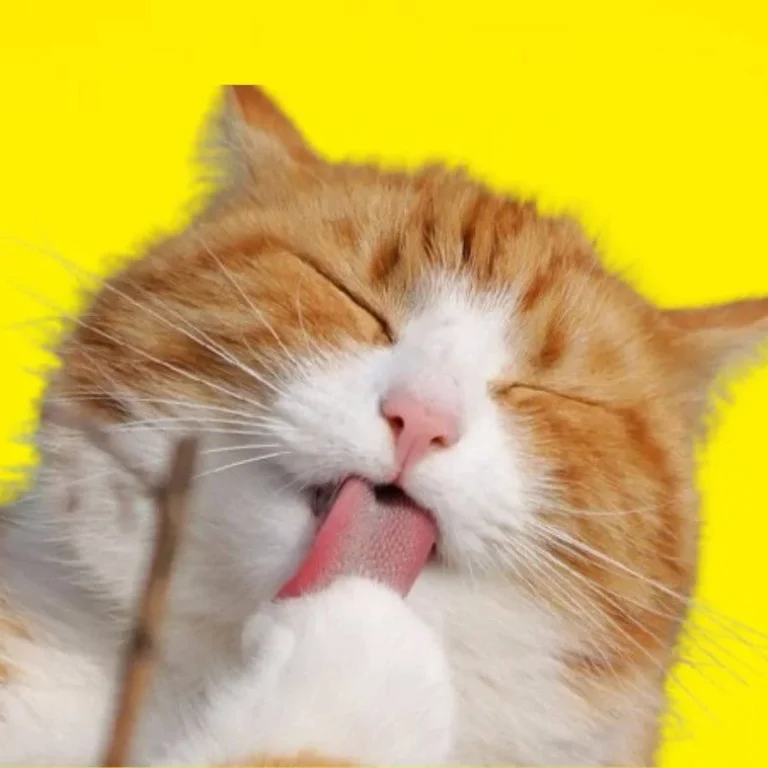 ¿Por qué mi gato me muerde?